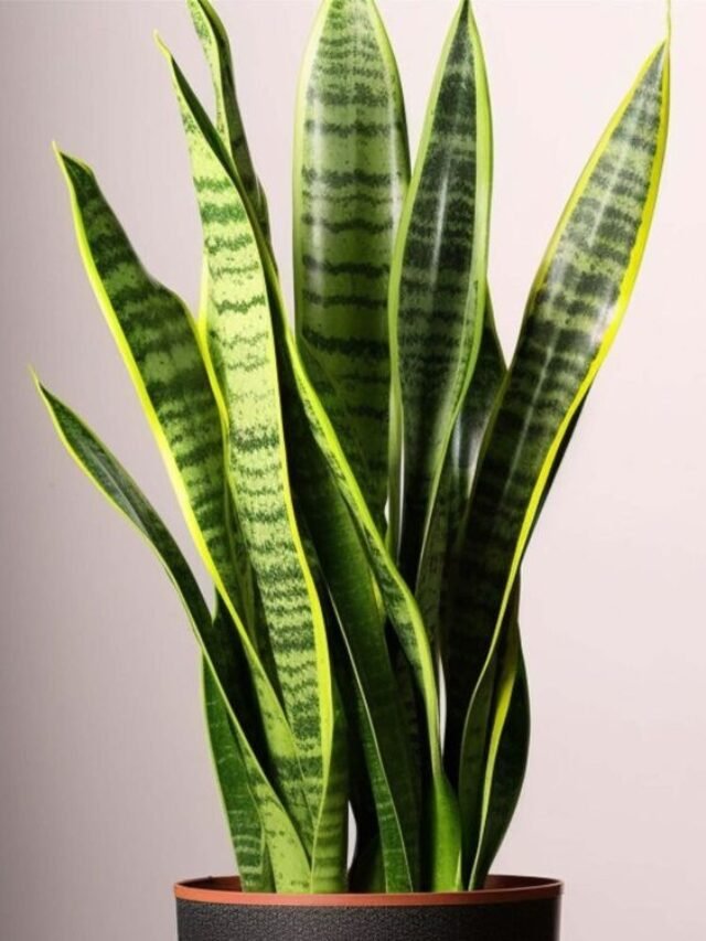 05 Indoor Plants You Also Bring In Home